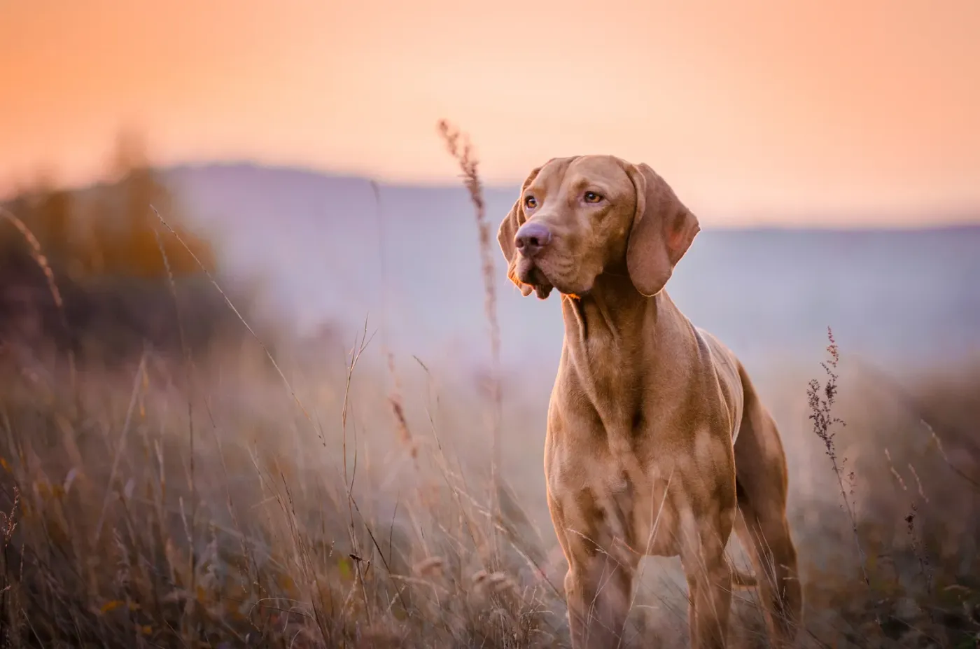 Vizsla standing in a golden field at sunset