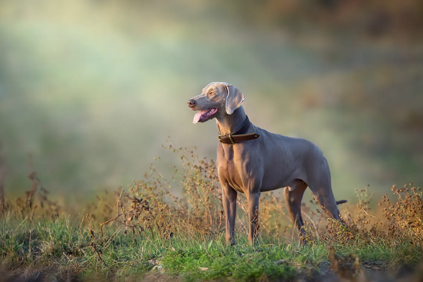 Weimaraner standing at the edge of a misty lake