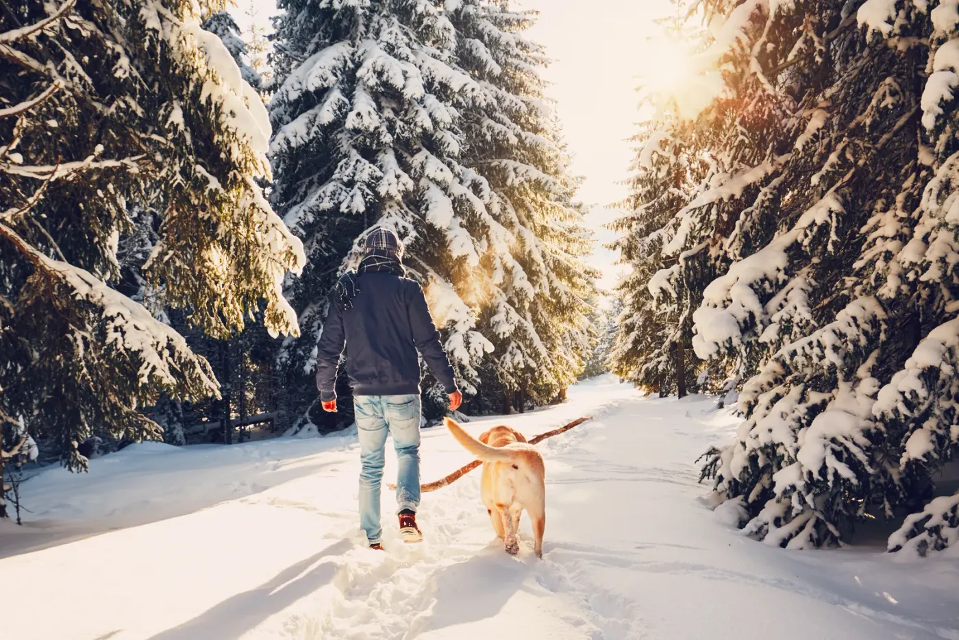 Owner walking a golden retriever between snow-covered spruce trees