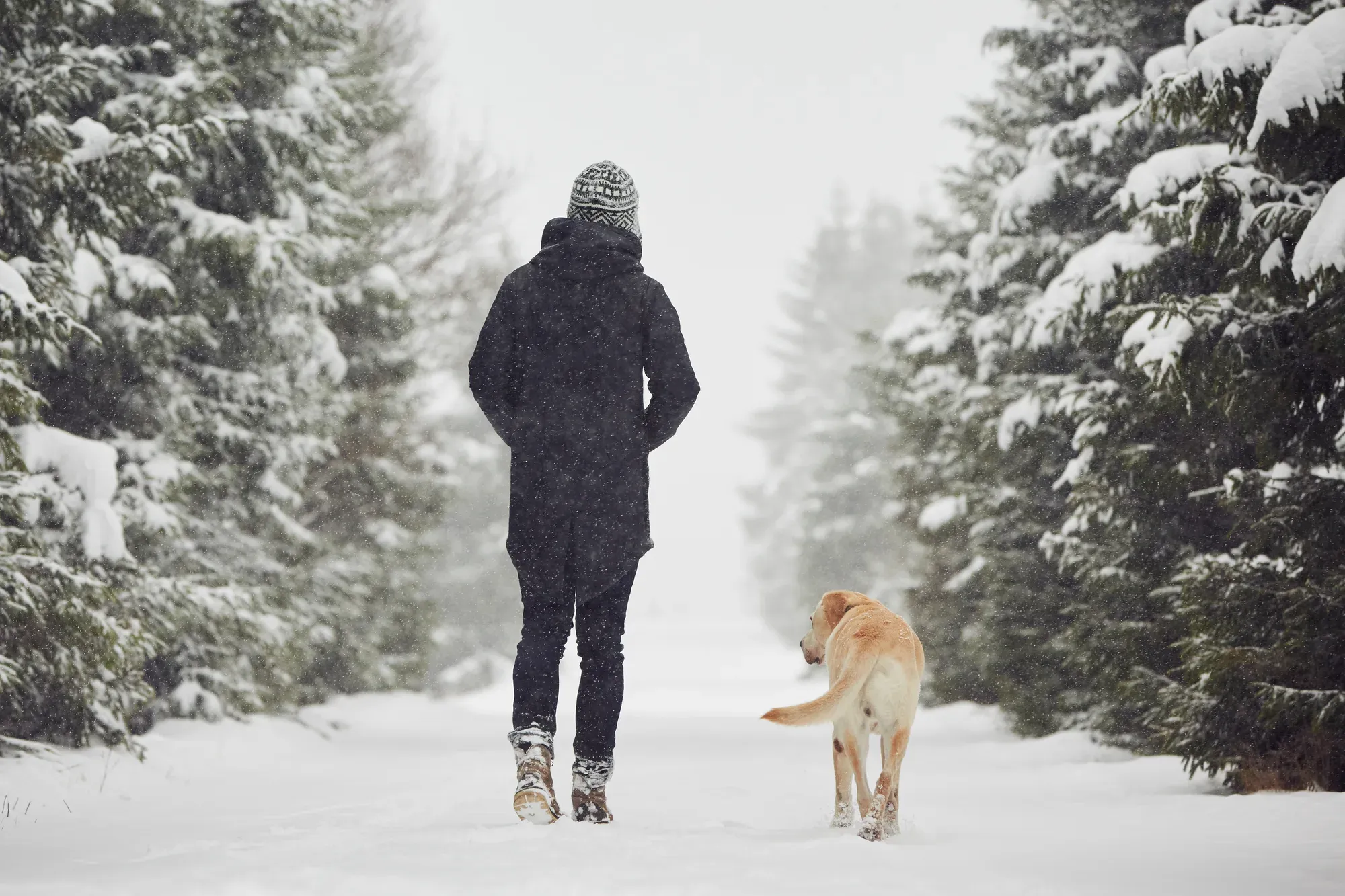 Owner walking a yellow lab down a snowy tree-lined path in falling snow