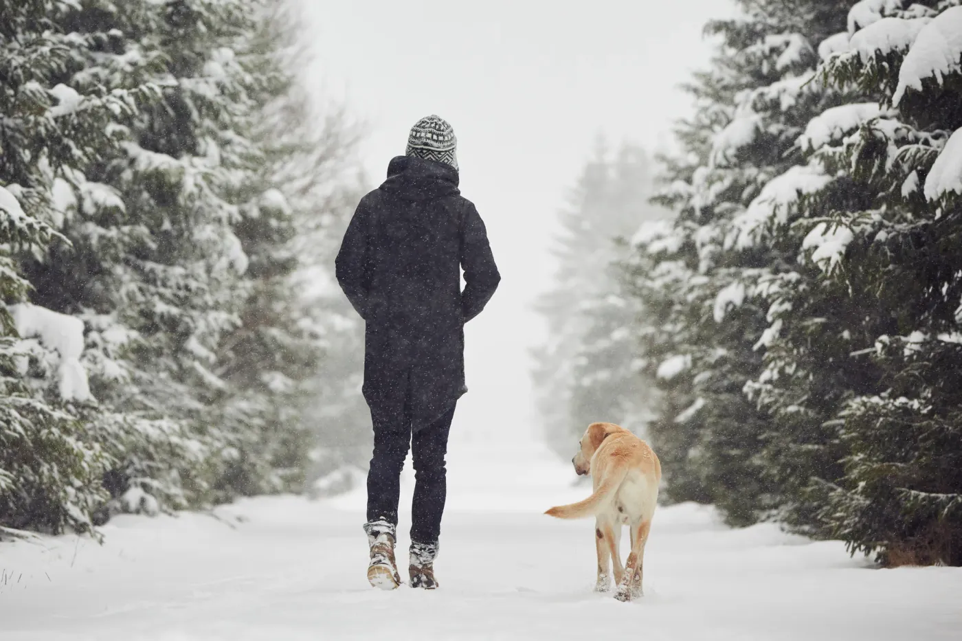 Owner walking a yellow lab down a snowy tree-lined path in falling snow
